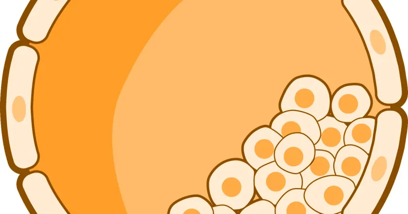 Euploid Embryo Explained: Success Rates After PGT-A, the Age Factor, and Mosaic Results