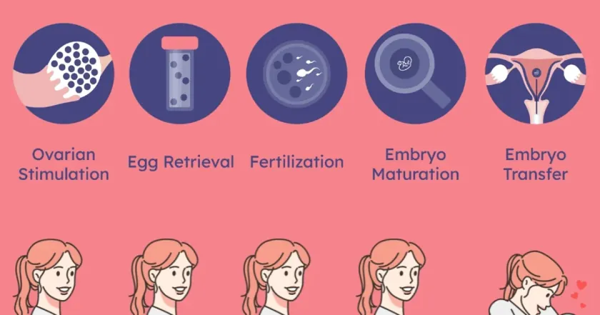 试管婴儿胚胎发育：从受精到囊胚的逐日详解与医学决策指南
